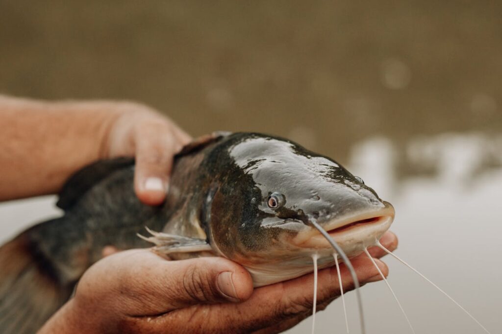 A person holding a catfish in their hand, showcasing a delicious Tempura Trout dish