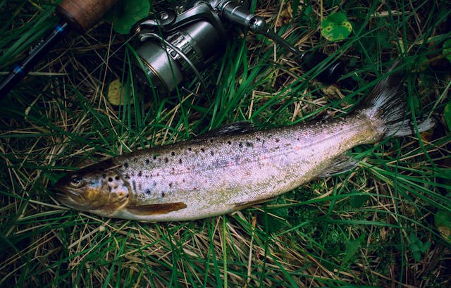 Ken’s favourite trout recipes