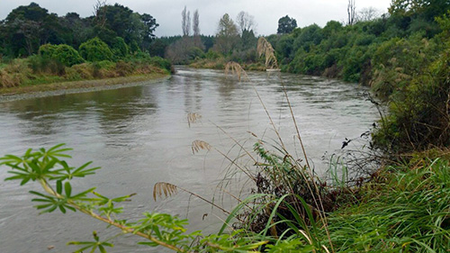 Turangi fishing reports