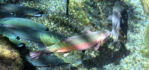 Brown And Rainbow Trout